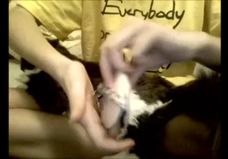 Chi chi medina est une adepte du kama-sutra qui peut tordre son corps dans nimporte quelle position pour une expérience sexuelle ultime.